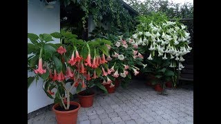 Bonsai Flower Brugmansia Datura