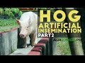 Hog Artificial Insemination Part 2 : Hog Artificial Insemination | Agribusiness Philippines