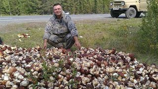 Picking king boletus. Best mushroom ever