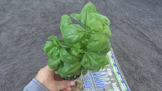 Happy Fruits Basilico Basil Ocimum basilicum Plant Unboxing and Test