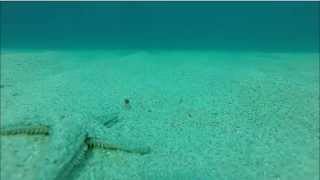 Etoile de mer qui marche / starfish walking (HD)