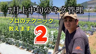 7月上中旬のキク管理　プロのテクニック教えます２！