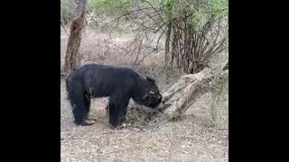 Bear වලසා🐻 🇱🇰🇱🇰🇱🇰Yaala National park