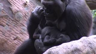 Visitors get first look at baby gorilla