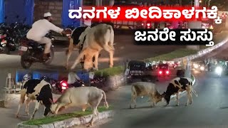 ಬಿಡಾಡಿ ದನಗಳ ಬೀದಿ ಕಾಳಗಕ್ಕೆ ಸಾರ್ವಜನಿಕರು ಸುಸ್ತೋ ಸುಸ್ತು