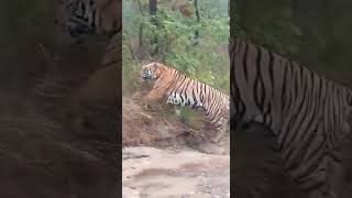 Satpura Tiger Reserve | CHURNA | Hoshangabad