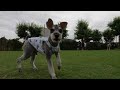 spacious lawn dog run ｜ dog run in shin yokohama park ｜ limited period venue