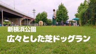 Spacious lawn dog run ｜ Dog run in Shin-Yokohama Park ｜ Limited period venue