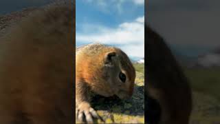 WOW look at how close he gets ~ funny animal videos