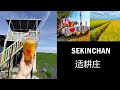 Sekinchan适耕庄，马来西亚  乡镇海鲜饭店| 咪咪鱼丸| 阿嫲的家|适耕庄香椰园| 华仔芒果园|稻米展览馆