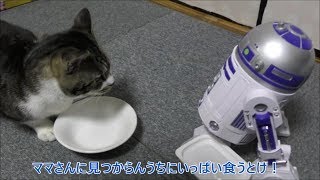 無くなったら足すだけやから！食いしん坊猫リキちゃん＆気前のいいR2-D2☆カリカリが大好きな猫【リキちゃんねる　猫動画】Cat videos キジトラ猫との暮らし