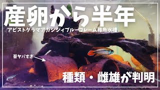 水槽もだけど、半年経過したアピストがやばい。＃aquarium ＃アピストグラマ