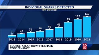 Massachusetts Cape Cod shark detections jumped in 2021