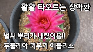 다육식물 상아환의 품격 짱  다육이 두둘레아 에듈리스 키우기 분갈이 물주기 뿌리내리기