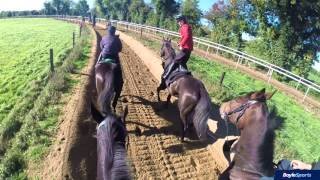 Gordon Elliott Yard Tour Feat. Don Cossack