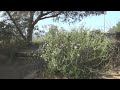 aidan o connell clinic xc10 sandia creek ranch pony club 04 24 2016