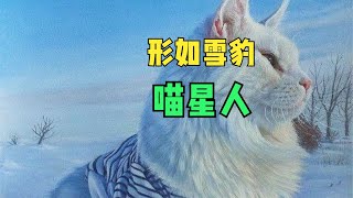 俄罗斯有一只缅因猫形如雪豹，两岁时的重量就超过12公斤