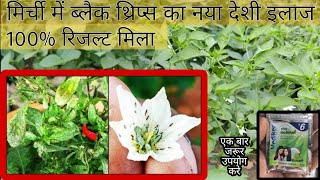 मिर्ची में ब्लैक थ्रिप्स का इलाज मिला । मेडिकल शैंपू से हो रही थ्रीप्स ठीक, black thrips।