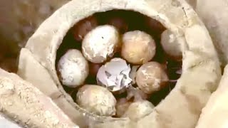 Archaeologists find 2,500 year old eggs in ancient tomb in China