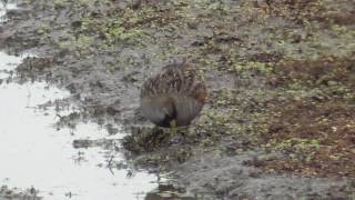 Sora (Porzana carolina) - Foraging