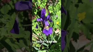 鸢尾花开花了Iris flower #garden