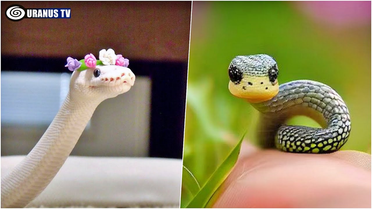 10 Most Beautiful Snakes In The World - YouTube