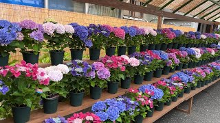 Hydrangea Festival in Asakusa 🍀Summer in Japan