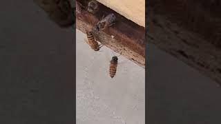 #honeybees#gardenpets #naturevideography