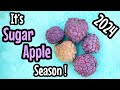 It's Sugar Apple Season 2024!