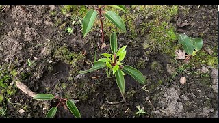 Propagated Portuguese Laurel and Garlic Water update