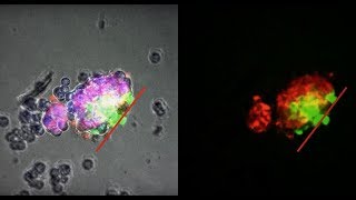 Self-Organizing Multicellular Structures