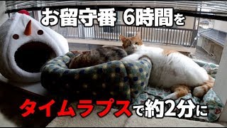 猫のお留守番6時間をタイムラプスで約2分に