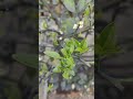 from terrace to tree 🌿🍋 watch as my lemon plant grows and starts flowering on terrace lemonplant