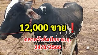 ตลาดวัวส้มป่อยน้อย 24/8/2566 เย็น พ.ฤ. เลิกงานมา จักคลิป มาต่อเอง พรุ่งนี้ สนาม แห้ง❗ถูกจนขนลุก ❗