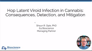 Hop Latent Viroid Infection in Cannabis  Consequences, Detection, and Mitigation