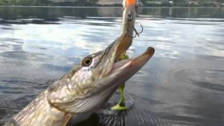 pikefishing in Øyeren with big pike with the fisherman Ståle Olsen