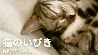 ついに撮影成功 !! いびきをかいて熟睡するアメショー猫の凪が可愛すぎました💤~Cat snoring~ #65