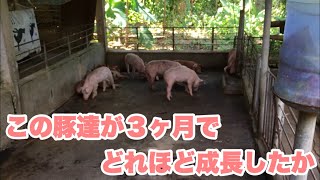 【成長記録】買った子豚を出荷するまで