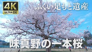 4K映像 ふくい足もと遺産「越前市味真野の一本桜」