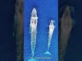 timi fish beautiful moment amazing dolphin shark shortvideo