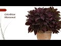 trending coleus mayana plant 110 varieties