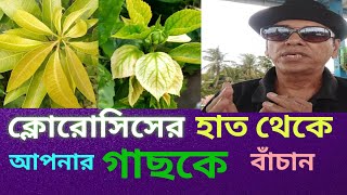 ক্লোরোসিস কি? লক্ষন ও সমাধান।What is chlorosis?  Symptoms and solutions.