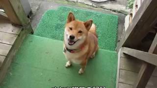 柴犬隊にオヤツを贈呈