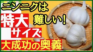 意外と知らない！大きなニンニクを収穫する最強の秘策とは♪品種選びとツルツル植え【にんにく栽培・育て方】