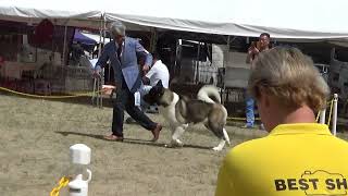 2023.9.10. 神戸サンヨウラーニングオブドッグスクラブ展 ５グループ戦