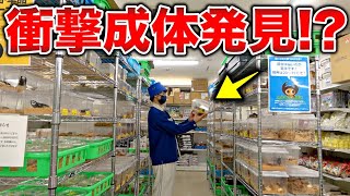 クワカブ界のトップを走る老舗昆虫ショップを隅々までチェックした結果