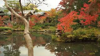 奈良の日本庭園　依水園の紅葉