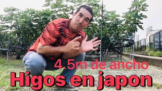 Cultivo de higos en Japón ,lo máximo !!