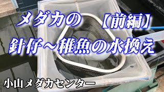 メダカの針仔～稚魚の水換え【前編】（2022年）