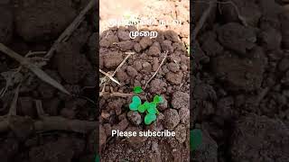 முள்ளங்கி சாகுபடி ||நடவு முறை || radish cultivation video #shorts